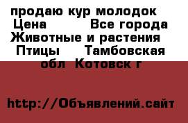 продаю кур молодок. › Цена ­ 320 - Все города Животные и растения » Птицы   . Тамбовская обл.,Котовск г.